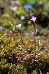 Epilobium alsinifolium Vill.