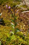 Epilobium alsinifolium Vill.