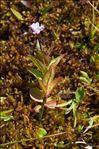 Epilobium alsinifolium Vill.