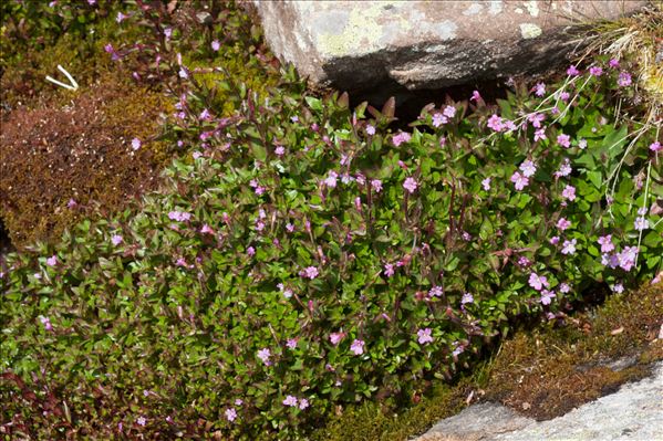 Epilobium alsinifolium Vill.