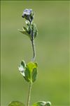 Veronica bellidioides f. lilacina (F.Towns.) B.Bock