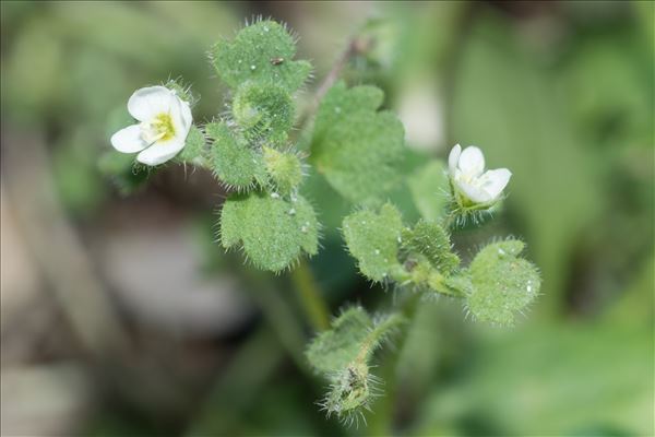 Veronica cymbalaria Bodard
