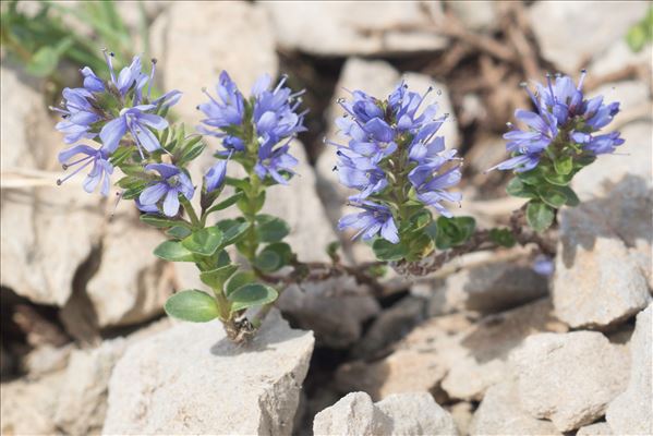 Veronica nummularia Gouan