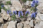 Veronica nummularia Gouan