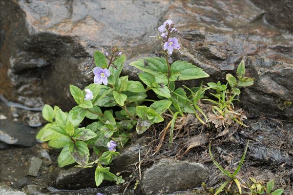 Veronica ponae Gouan