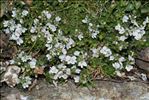 Veronica repens Clarion ex DC.
