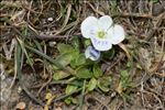 Veronica repens Clarion ex DC.