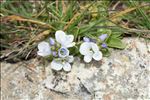 Veronica repens Clarion ex DC.