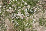 Veronica repens Clarion ex DC.