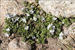 Veronica repens Clarion ex DC.