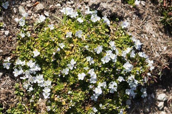 Veronica repens Clarion ex DC.