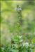 Veronica serpyllifolia subsp. humifusa (Dicks.) Syme
