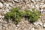 Veronica verna subsp. brevistyla (Moris) Rouy