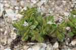 Veronica verna subsp. brevistyla (Moris) Rouy