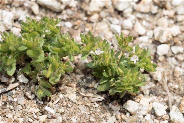 Veronica verna subsp. brevistyla (Moris) Rouy