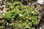 Veronica verna subsp. brevistyla (Moris) Rouy