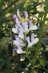 Vicia altissima Desf.