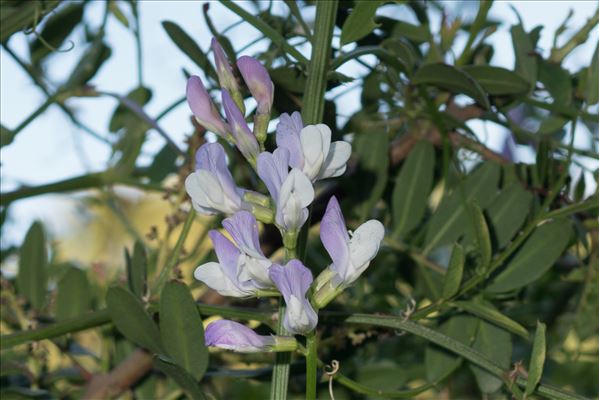 Vicia altissima Desf.