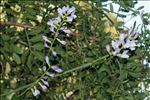 Vicia altissima Desf.