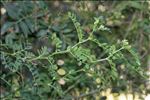 Vicia altissima Desf.