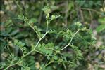 Vicia altissima Desf.