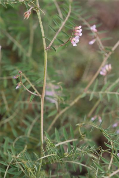 Vicia disperma DC.