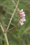 Vicia disperma DC.