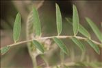 Vicia disperma DC.