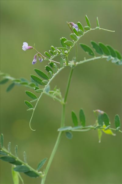 Vicia elegantissima Shuttlew. ex Rouy