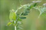 Vicia elegantissima Shuttlew. ex Rouy