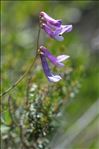 Vicia elegantissima Shuttlew. ex Rouy