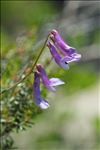 Vicia elegantissima Shuttlew. ex Rouy