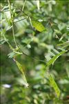 Vicia elegantissima Shuttlew. ex Rouy