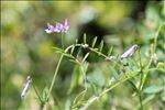 Vicia elegantissima Shuttlew. ex Rouy