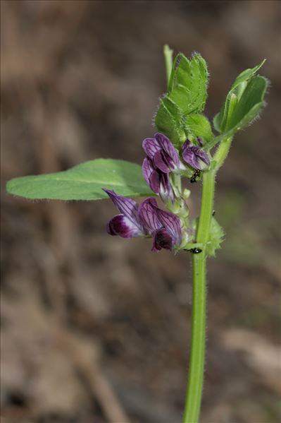 Vicia narbonensis L.