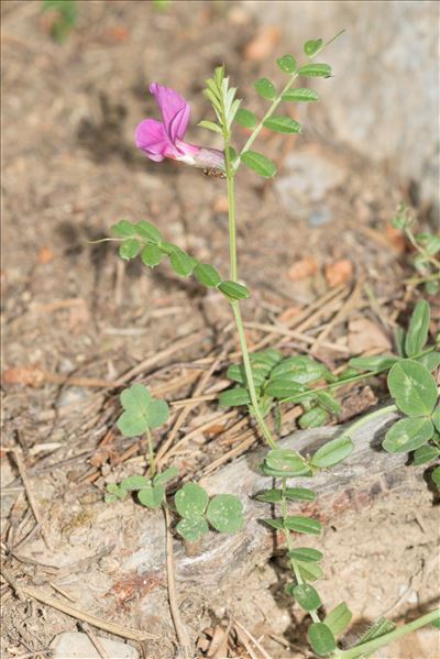 Vicia pyrenaica Pourr.