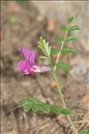 Vicia pyrenaica Pourr.
