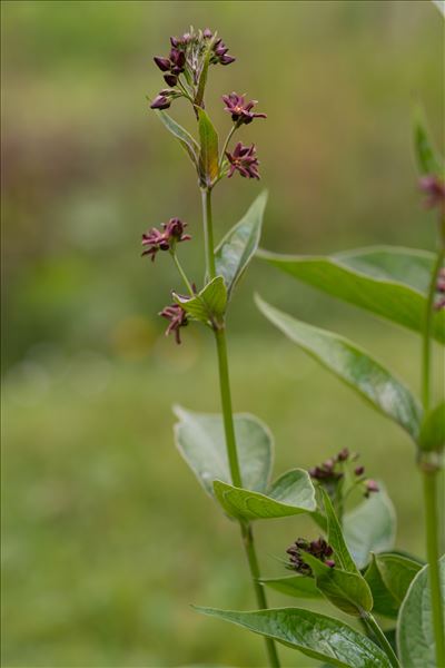 Vincetoxicum nigrum (L.) Moench