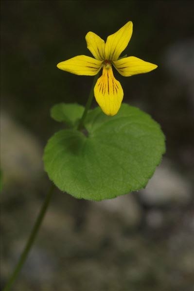 Viola biflora L.