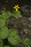 Viola biflora L.