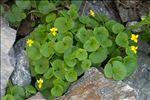 Viola biflora L.