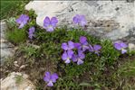 Viola calcarata L. subsp. calcarata