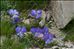 Viola calcarata L. subsp. calcarata