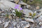 Viola cenisia L.