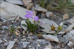 Viola cenisia L.