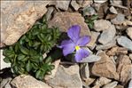 Viola cenisia L.