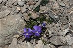 Viola cenisia L.