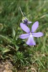 Viola cornuta L.