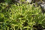 Viola pinnata L.