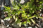 Viola pinnata L.
